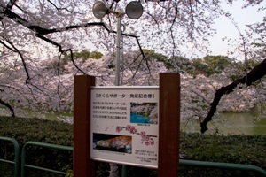 景點 千鳥淵城市公園 千鳥淵 公式 東京都千代田區的觀光信息官方網站 Visit Chiyoda