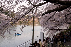 景點 千鳥淵城市公園 千鳥淵 公式 東京都千代田區的觀光信息官方網站 Visit Chiyoda