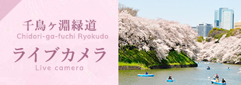 千鳥ヶ淵緑道ライブカメラ