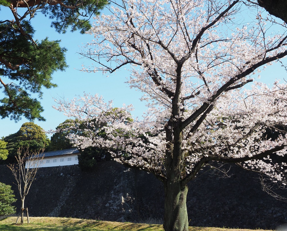  令和8年春季皇居乾通り一般公開 