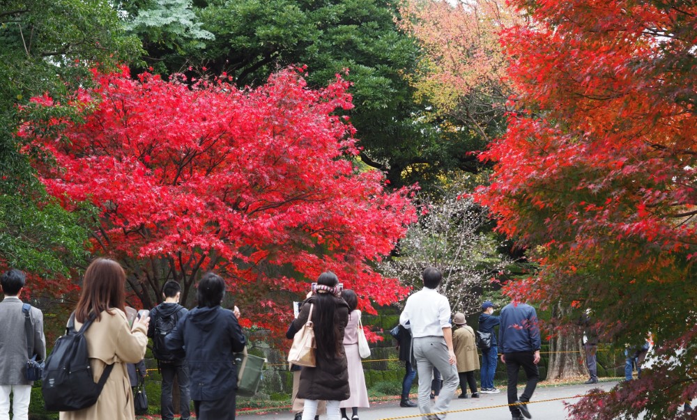  令和6年秋季皇居乾通り一般公開 