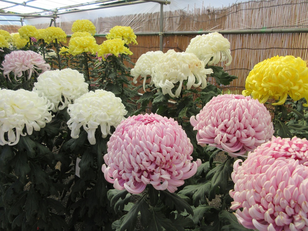  令和７年度東京都観光菊花大会 