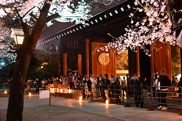 靖國神社　令和８年　期間限定「夜桜詣」 