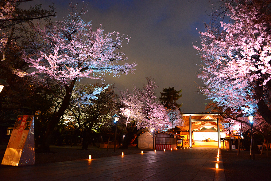  靖國神社　令和８年　期間限定「夜桜詣」 