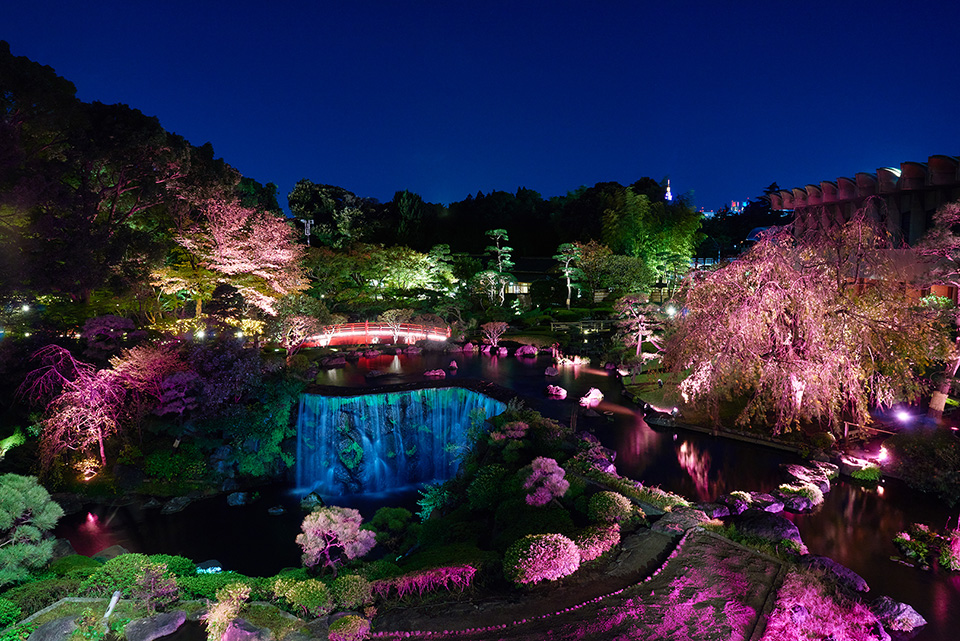 夜桜見 尼崎市】つかしんでお花見しませんか？「夜桜ライトアップ」が3