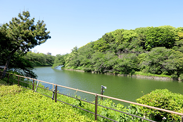  千鳥ヶ淵緑道（千鳥ヶ淵） 