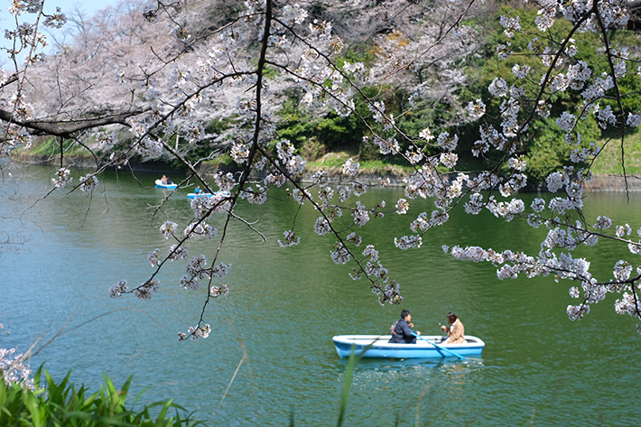  千鳥ヶ淵緑道（千鳥ヶ淵） 