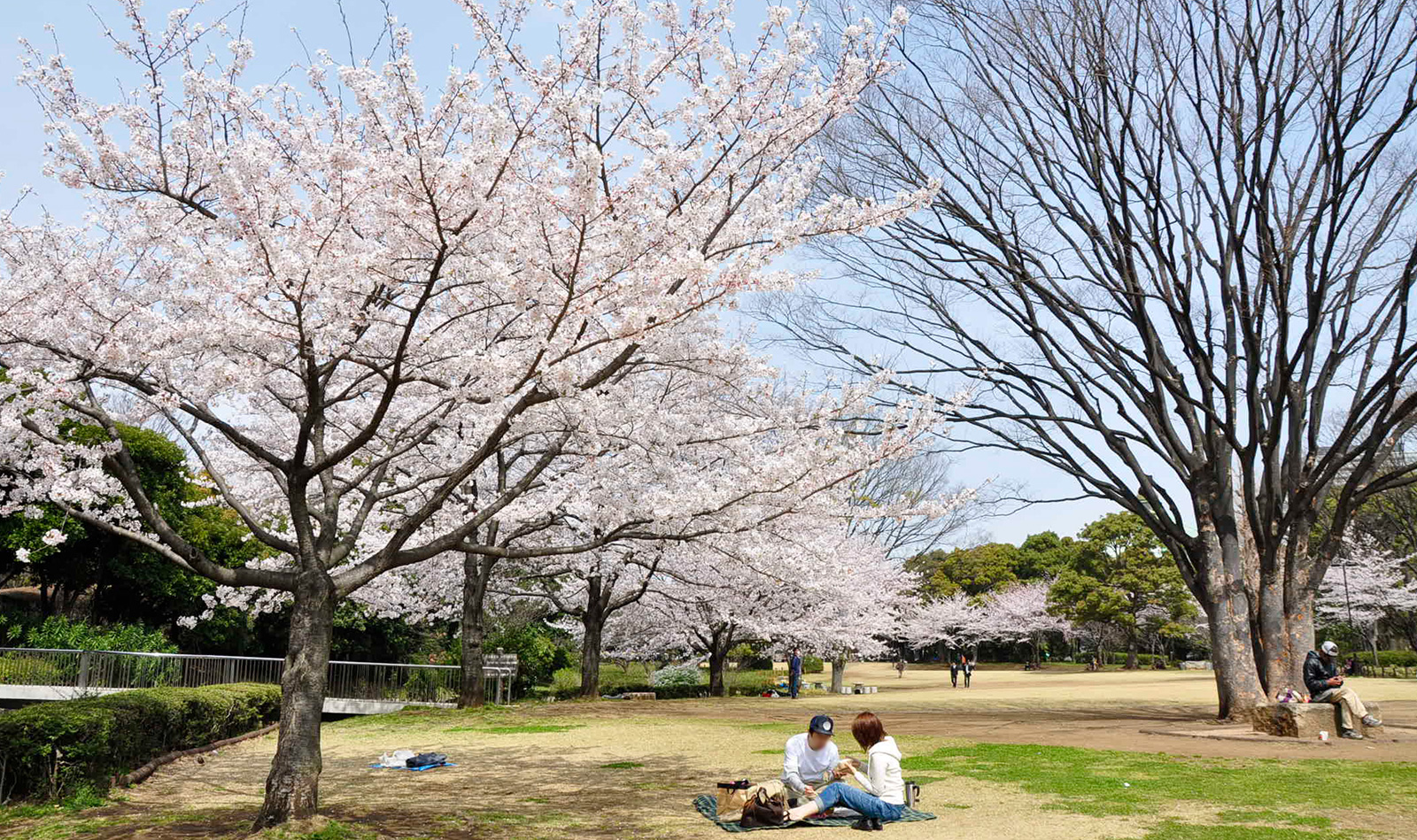  北の丸公園 