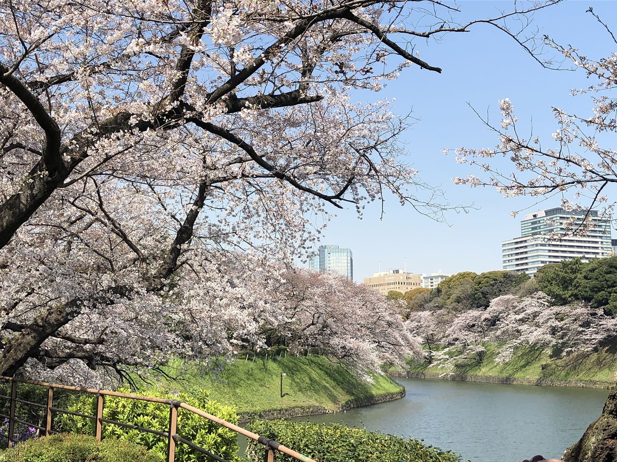  千鳥ヶ淵緑道（千鳥ヶ淵） 