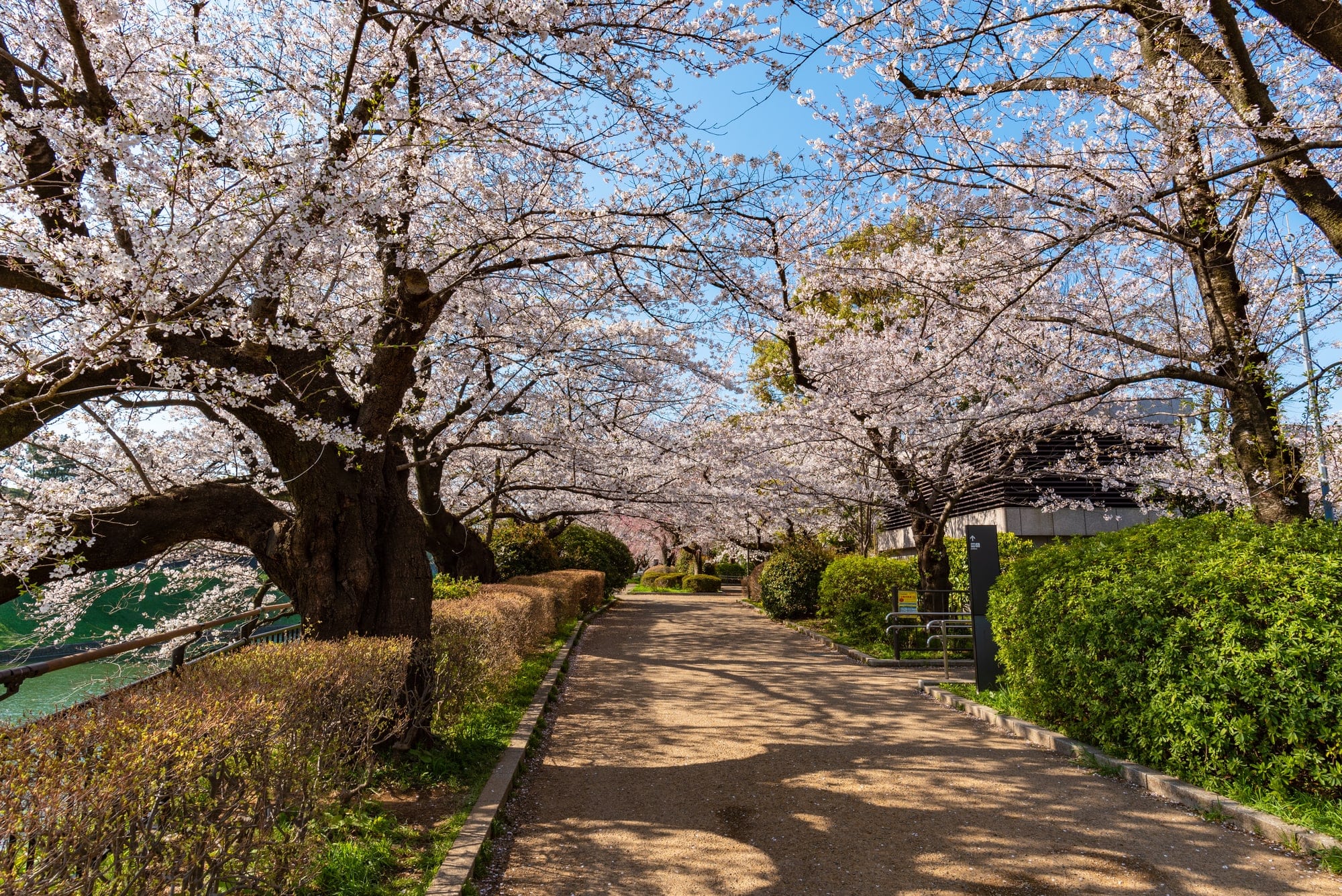  千鳥ヶ淵公園 