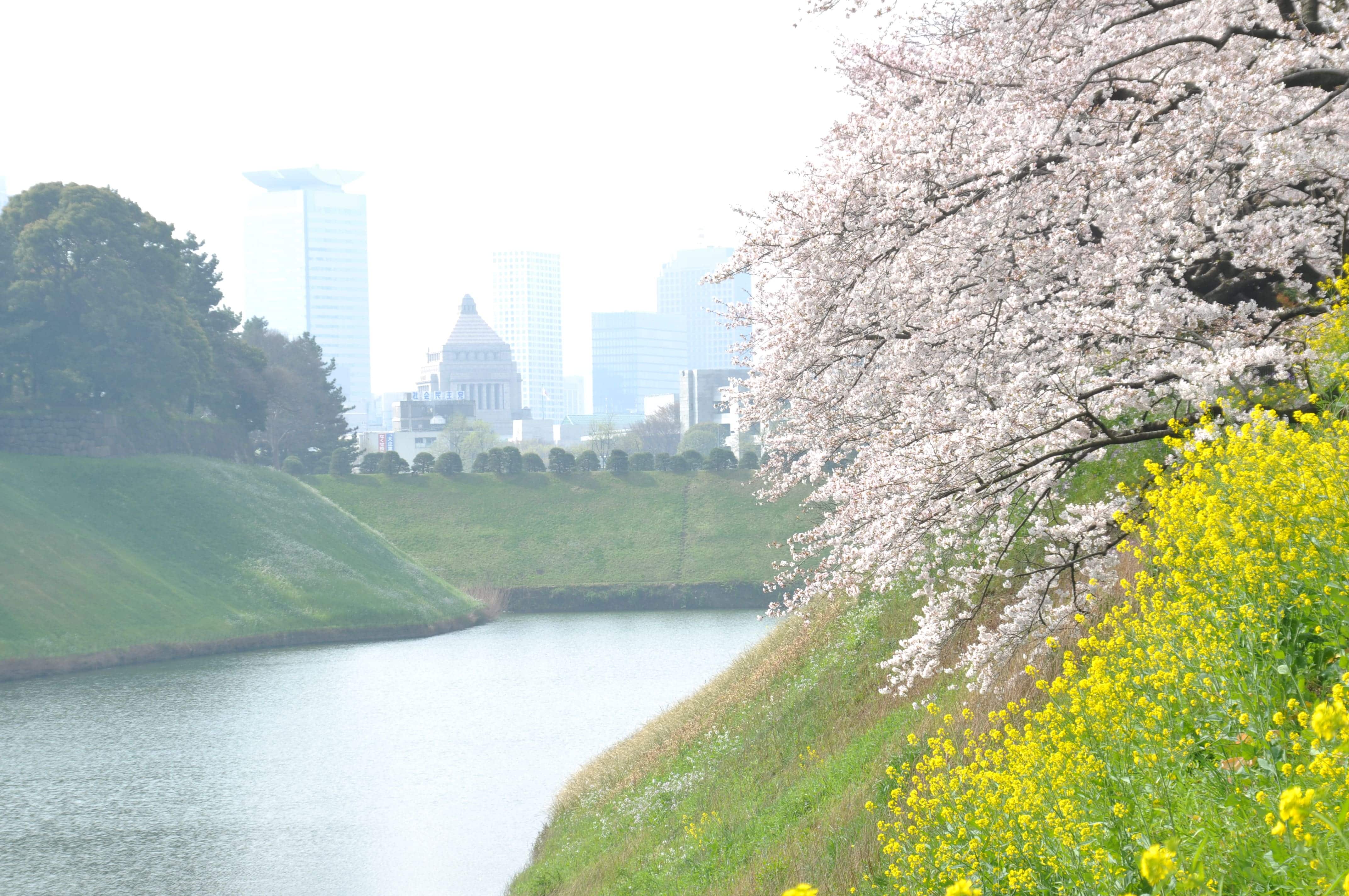  千鳥ヶ淵公園 