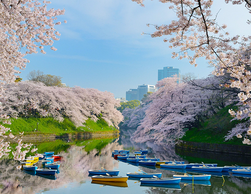 About the Chiyoda City Sakura Festival