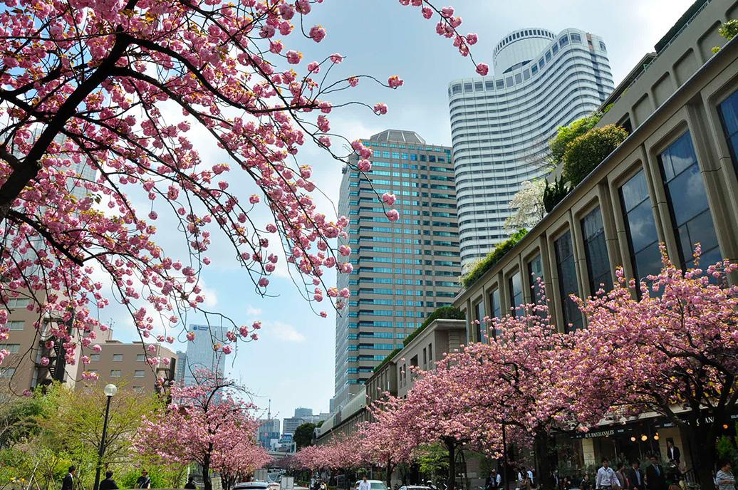 紀尾井町通りの桜