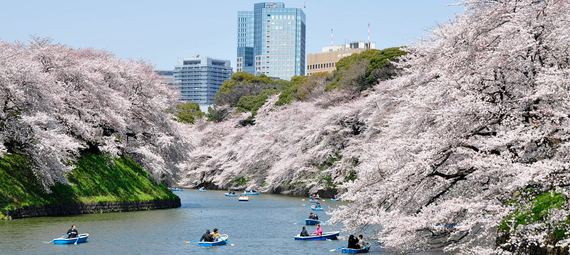 公式 千代田のさくらまつり 東京都千代田区の観光情報公式サイト Visit Chiyoda 公式 千代田のさくらまつり 東京都千代田区の観光情報公式サイト Visit Chiyoda