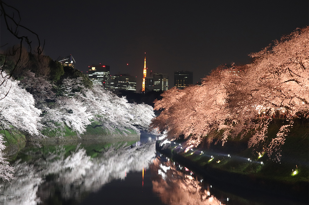 Illuminated Cherry Blossoms 夜桜ライトアップ