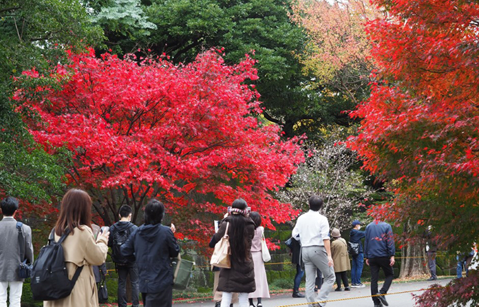 皇居乾通り一般公開＆蔦重ツアーのサムネイル